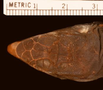 Media type: image;   Herpetology R-27551